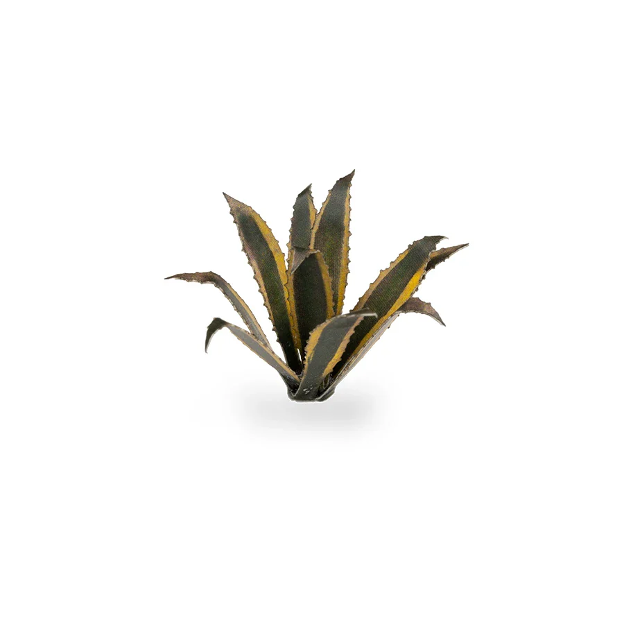 Agave - Image 4