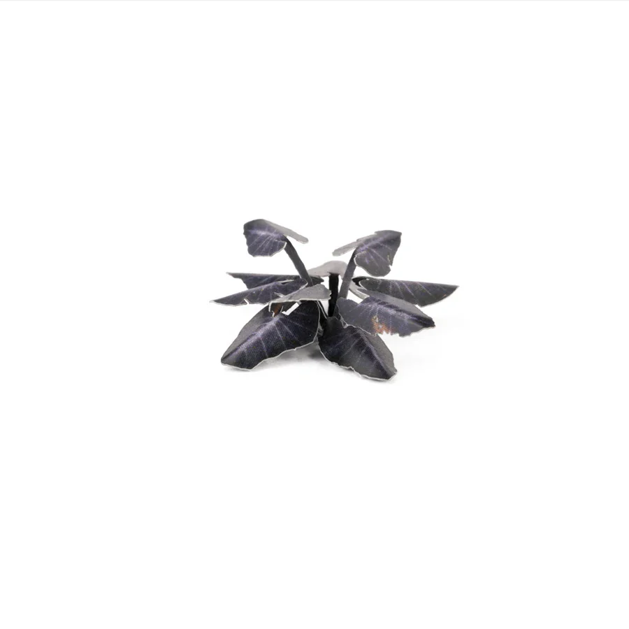 Black Magic Taro - Image 5