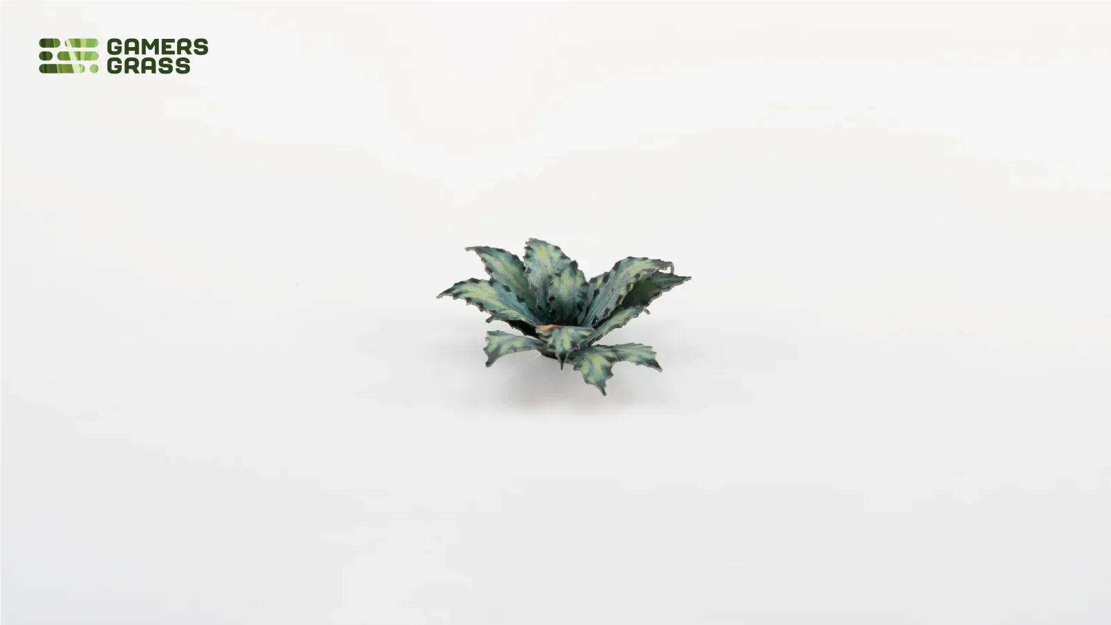 Blue Agave - Image 3