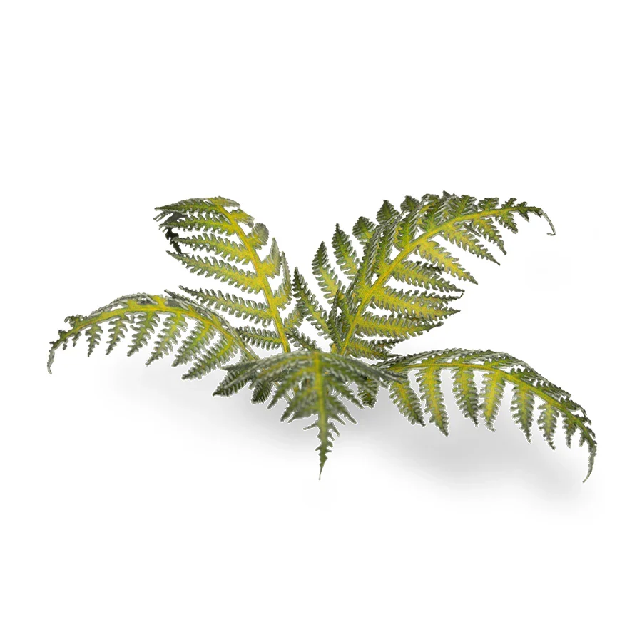 Bracken - Image 3