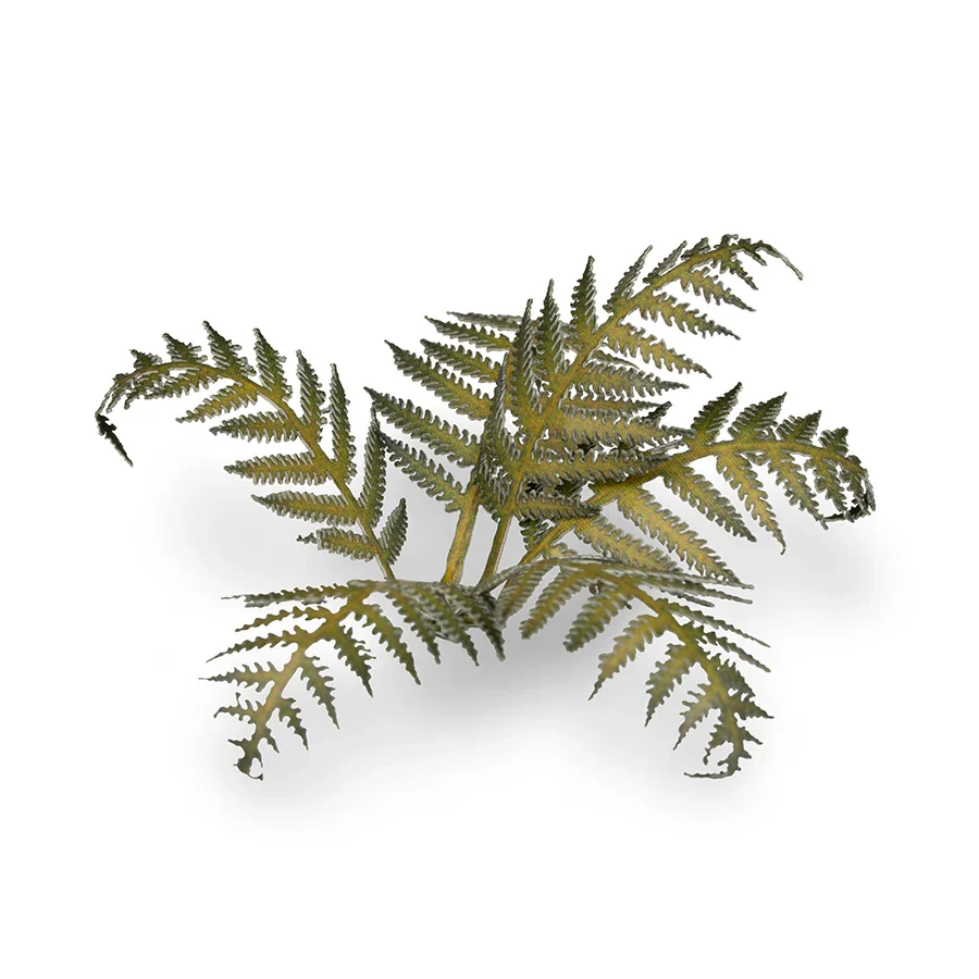 Bracken - Image 4