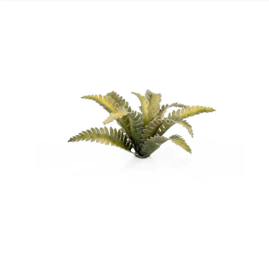 Deer Fern - Image 3