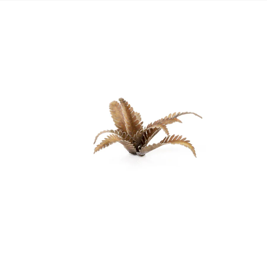 Deer Fern - Image 4