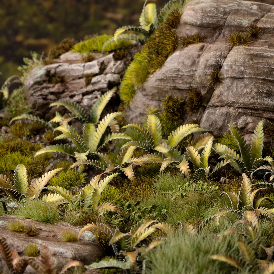 Deer Fern - Image 5