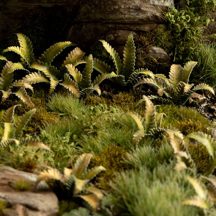 Deer Fern - Image 6