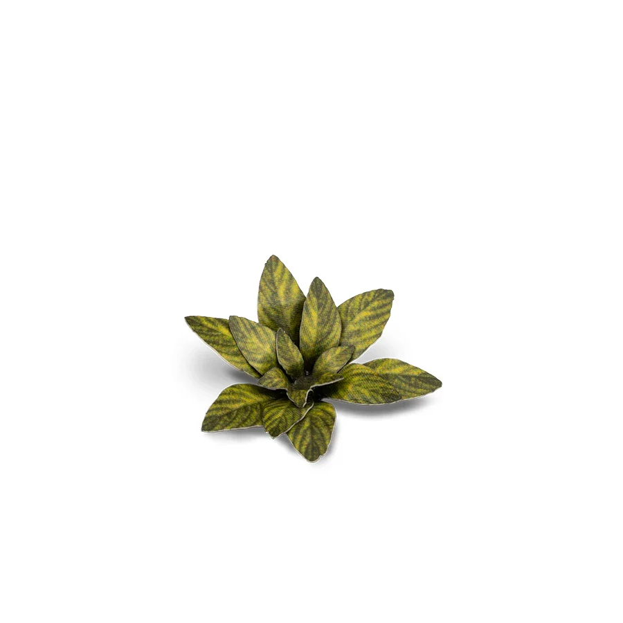 Dumb Cane - Image 3
