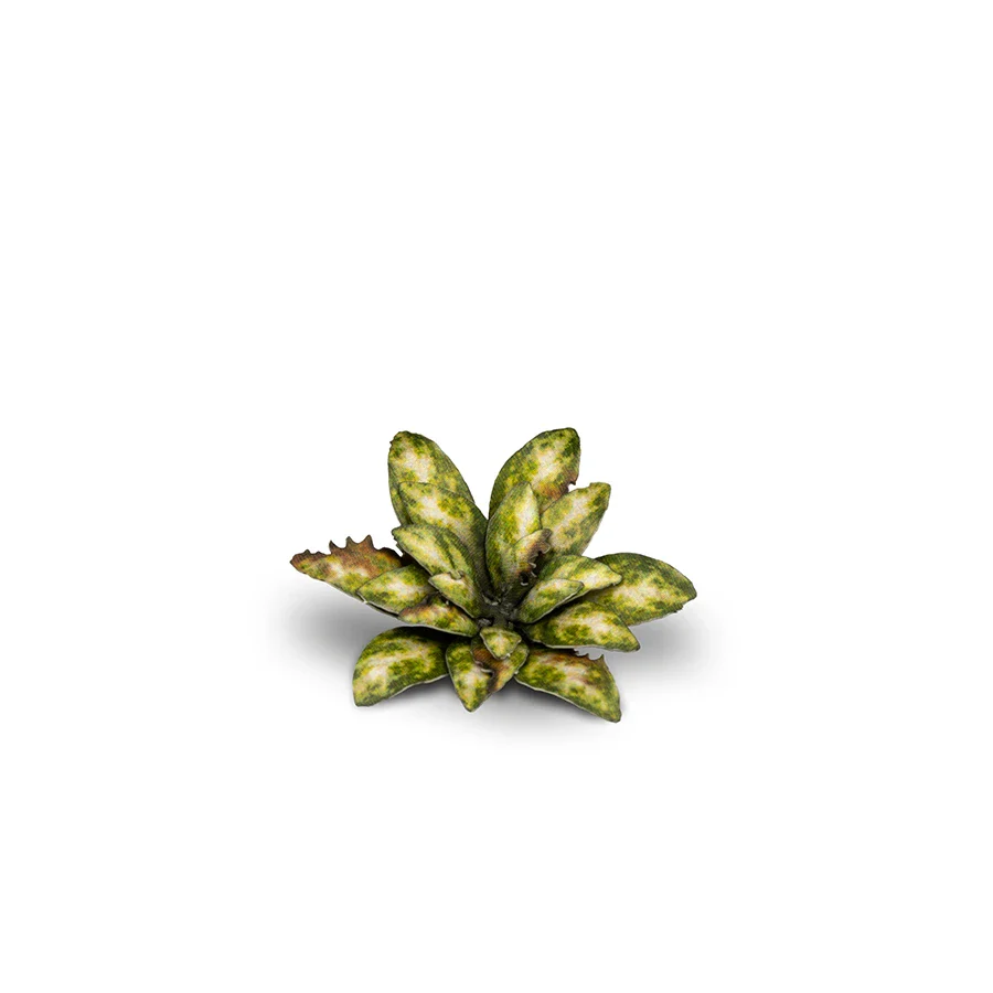 Dumb Cane - Image 4