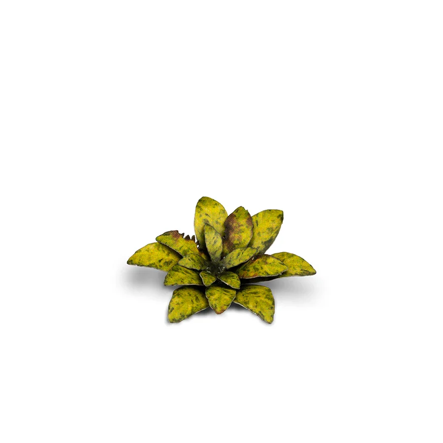 Dumb Cane - Image 5