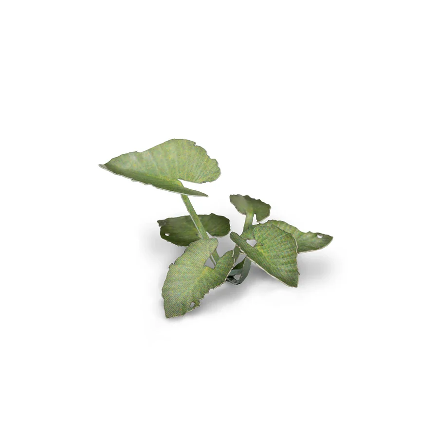 Elephant Ear - Image 3