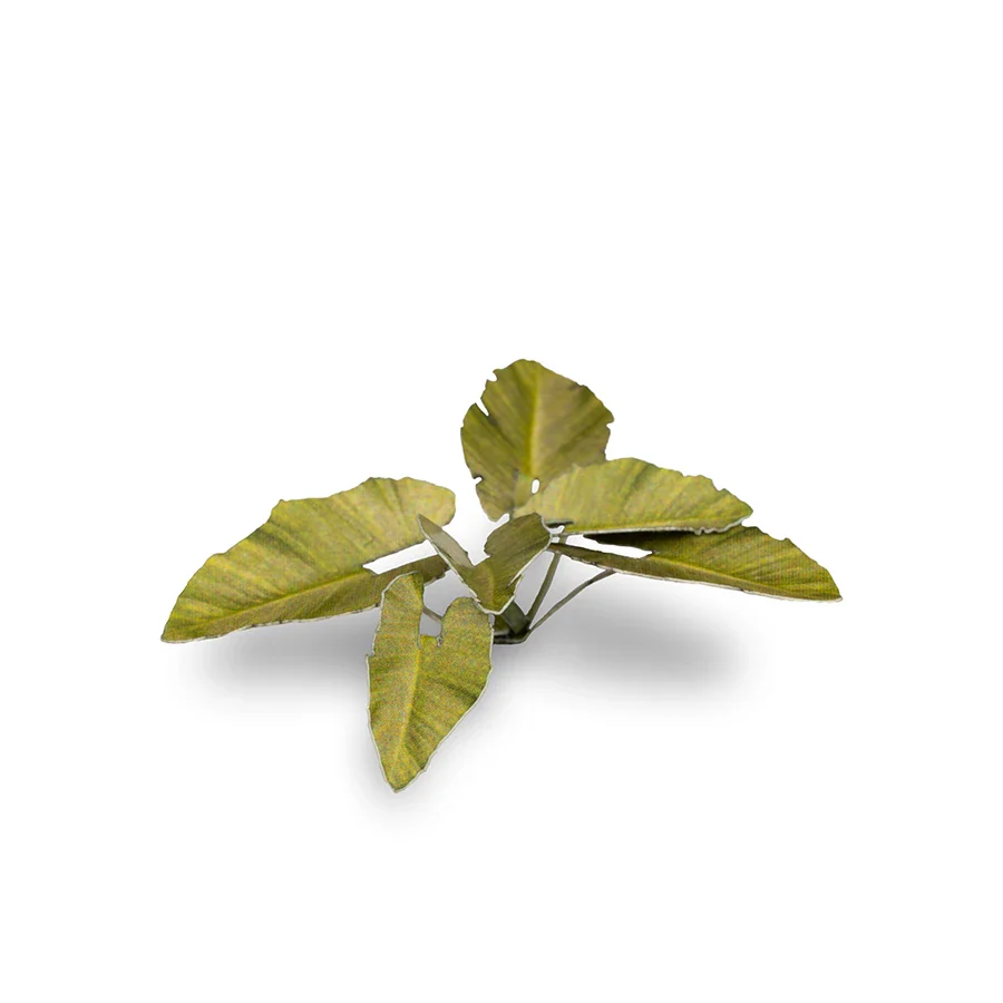 Elephant Ear - Image 4