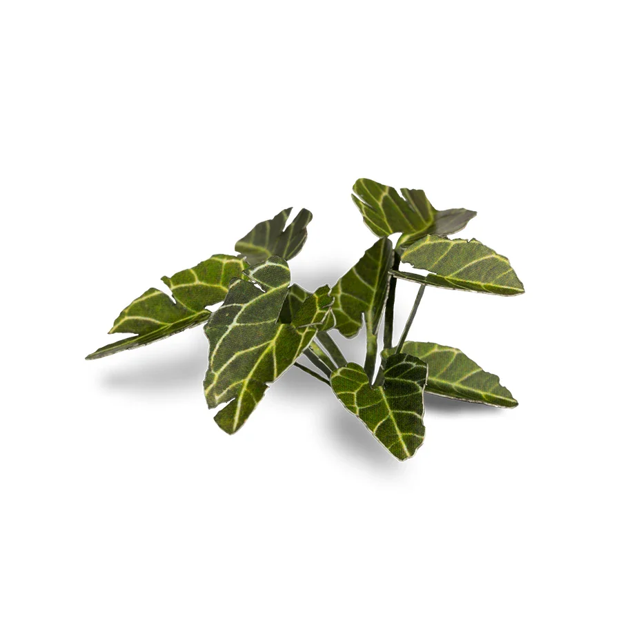 Elephant Ear - Image 5