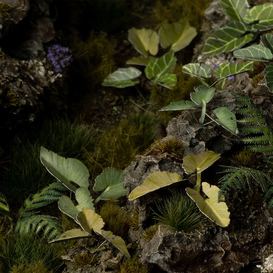 Elephant Ear - Image 6