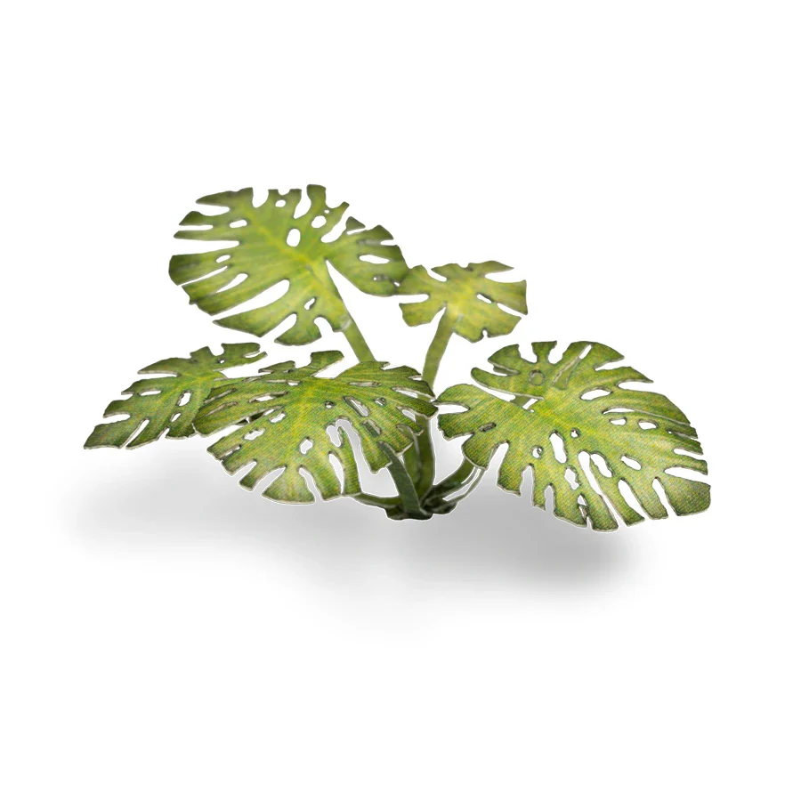 Monstera - Image 4