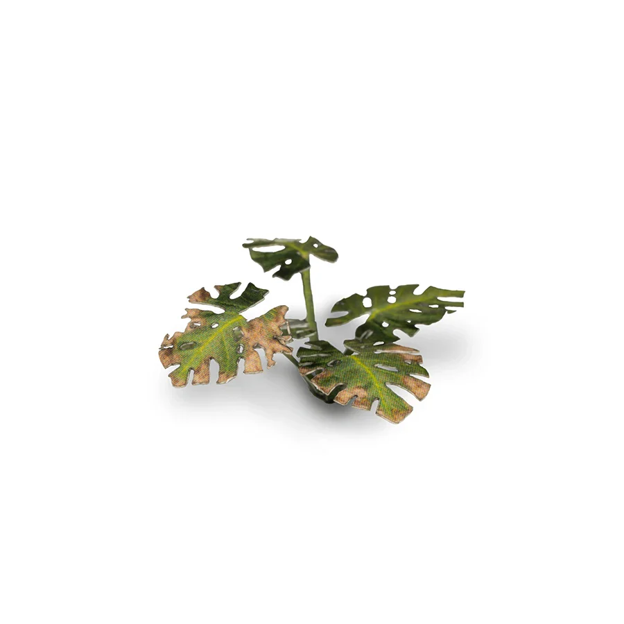 Monstera - Image 5
