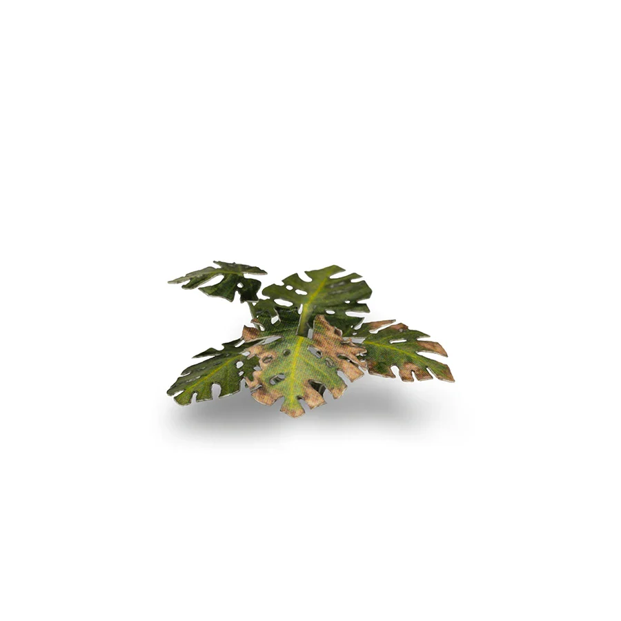 Monstera - Image 6