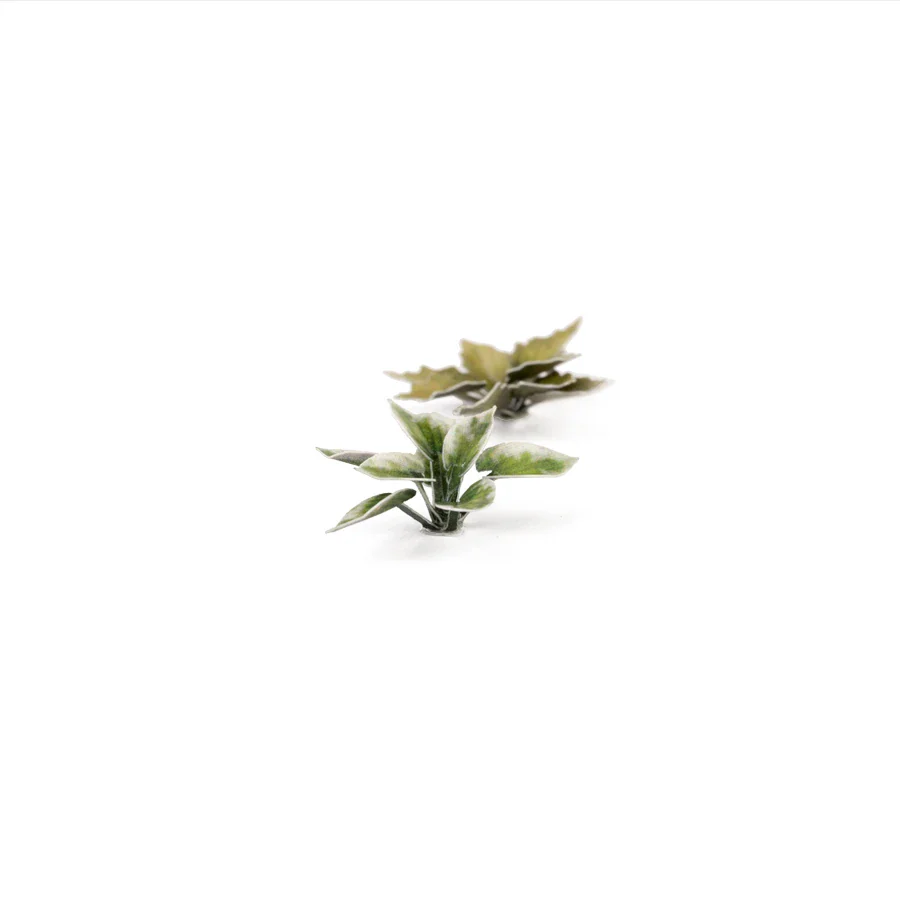Plantain Lily - Image 4