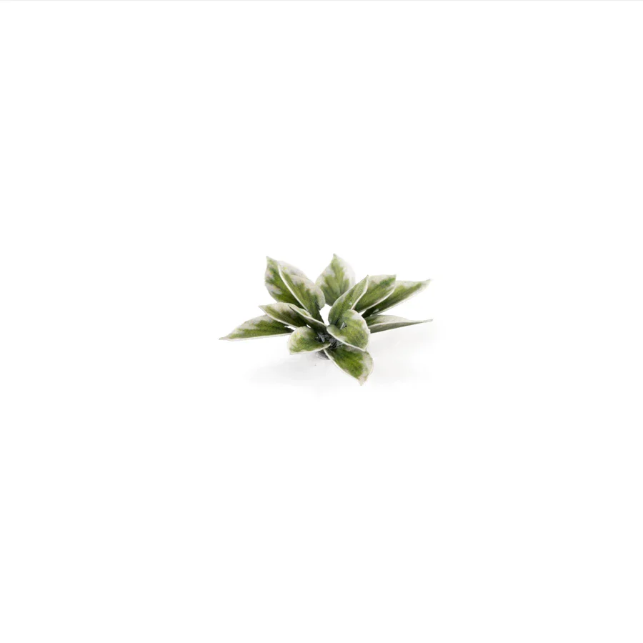 Plantain Lily - Image 5