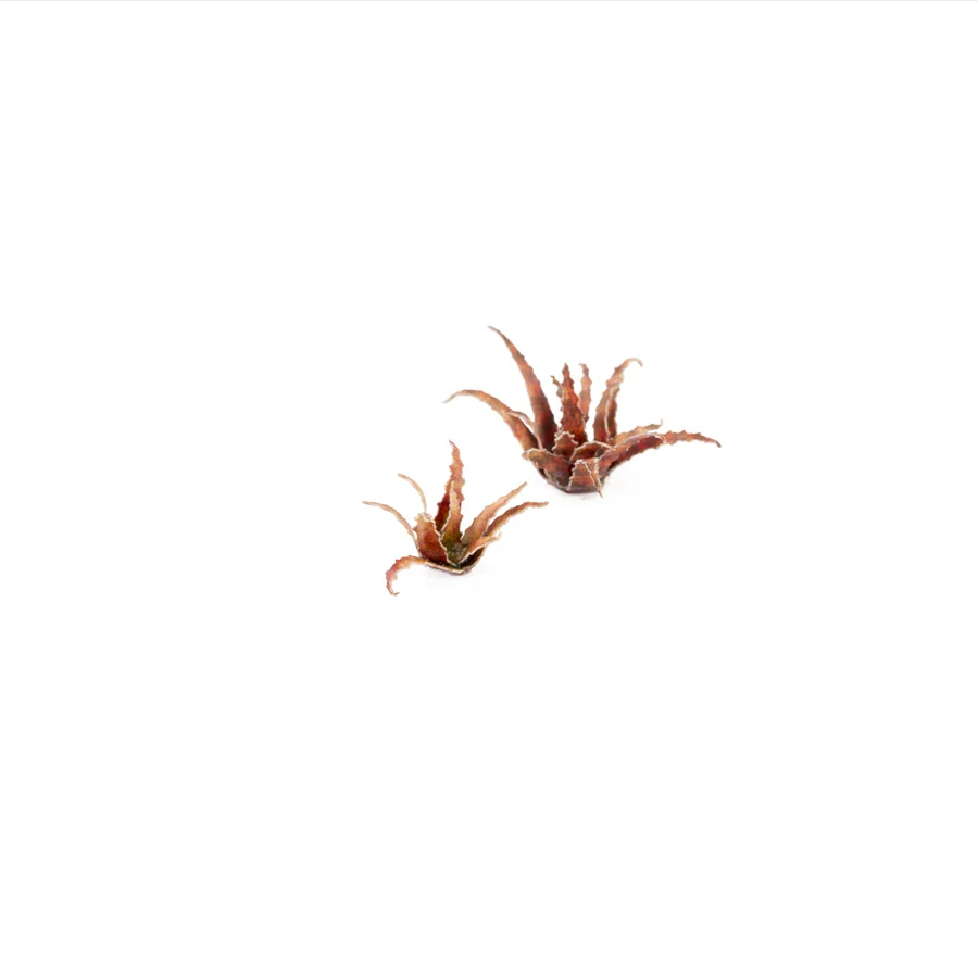 Red Aloe - Image 4