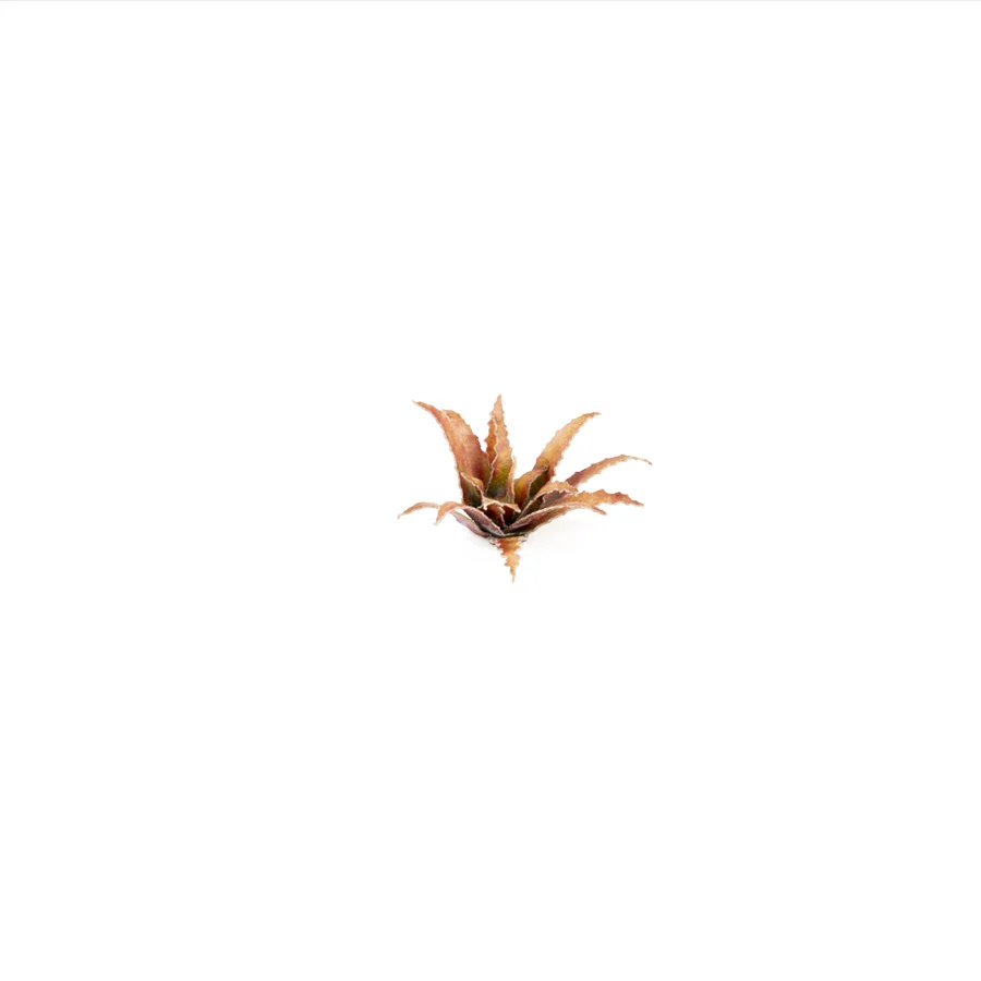 Red Aloe - Image 5